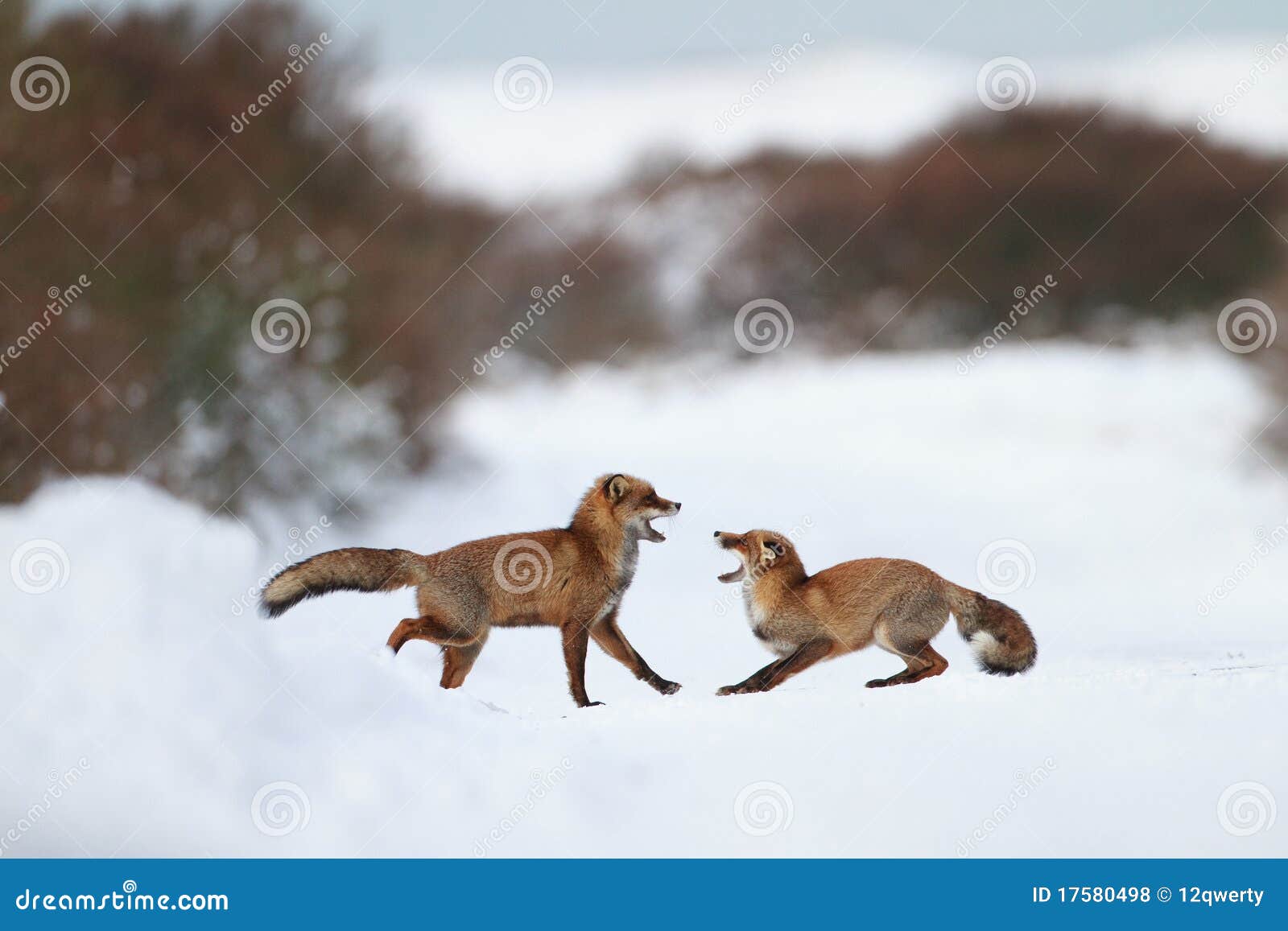 fighting foxes