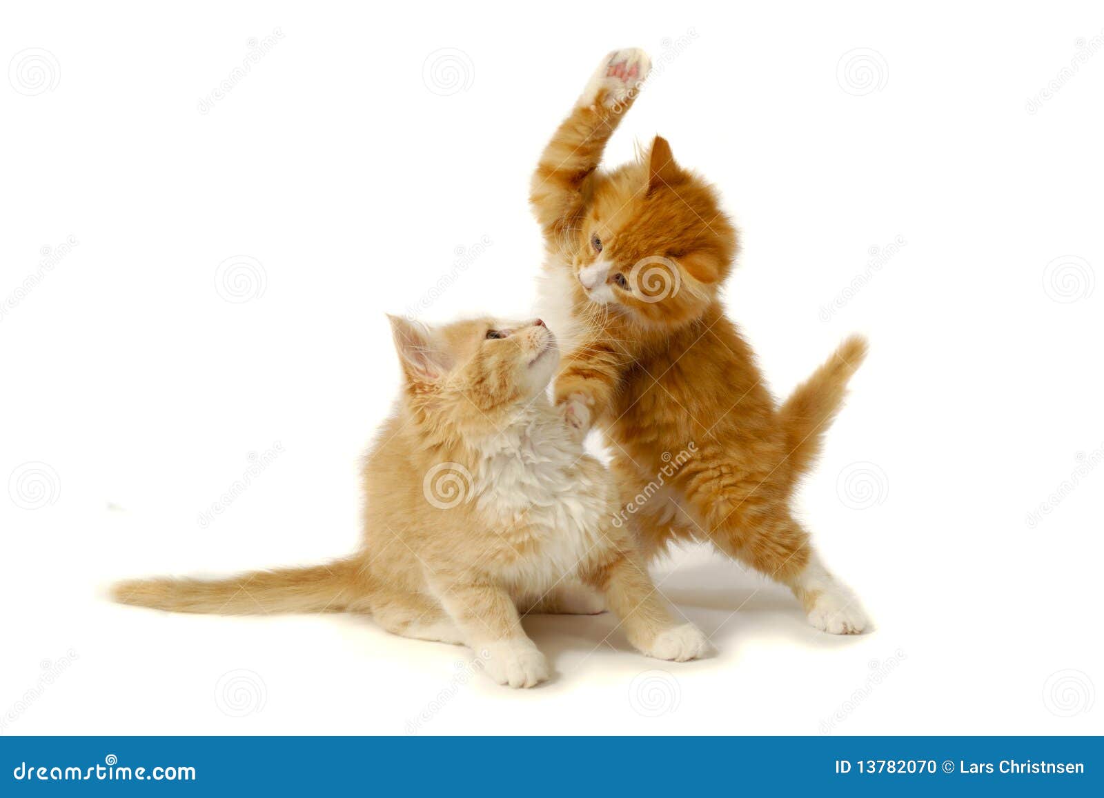 fighting kittens