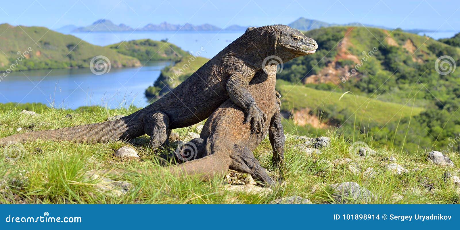 the fighting komodo dragons varanus komodoensis for domination. it is the biggest living lizard in the world. island rinca. indon