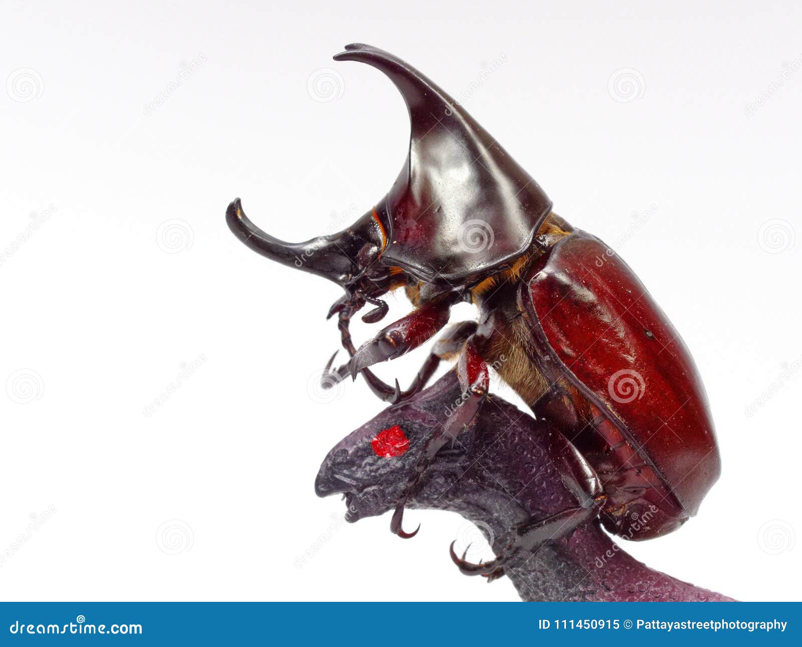 fighting or rhinoceros beetle fighting with black toy dinosaur  on white background