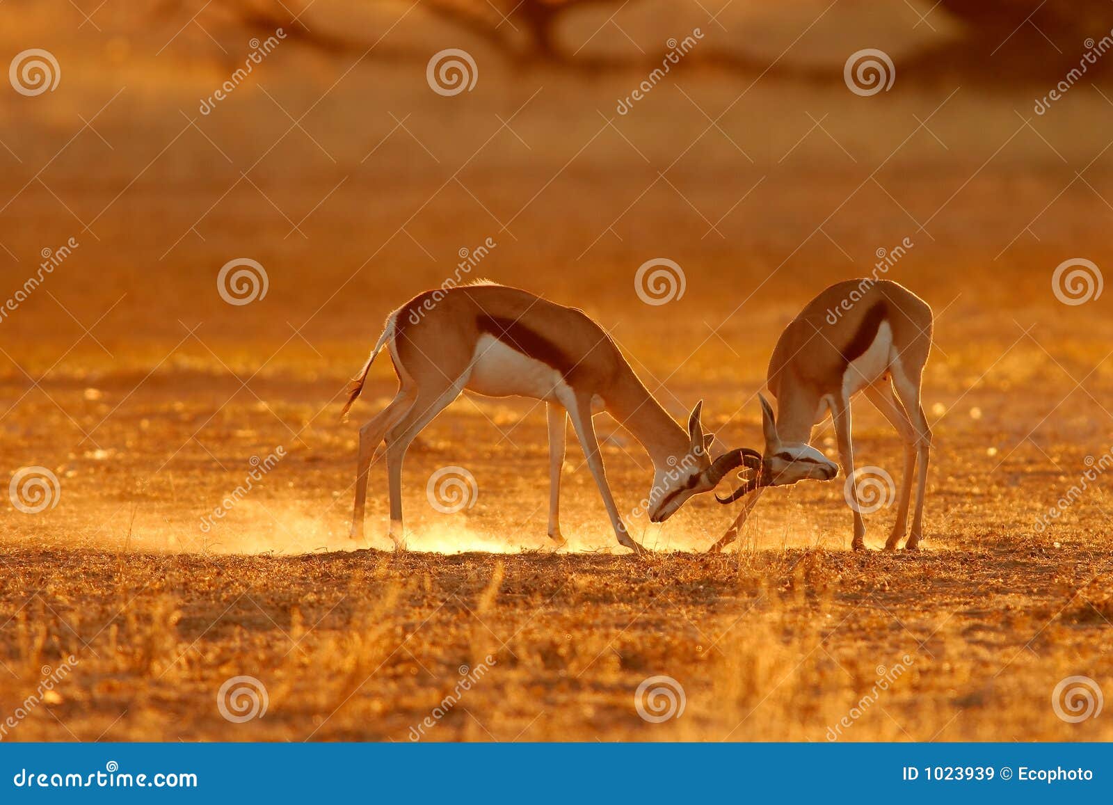 fighting springbok antelopes