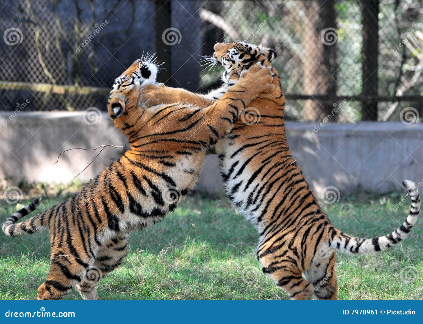 Dragon And Tiger Fight