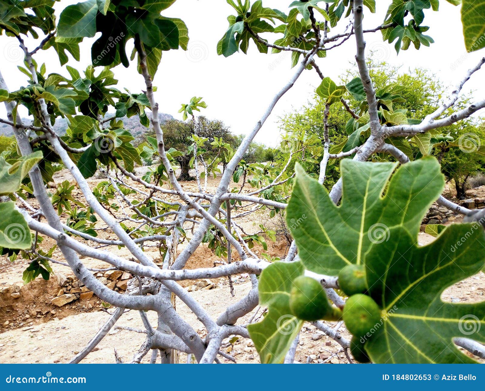 Fig. Fig Tree, in a Forest. Stock Image Image of gardening, health