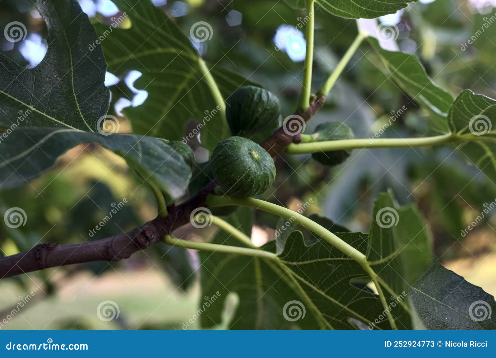 Giant Figs RoyaltyFree Stock Photography 43490399
