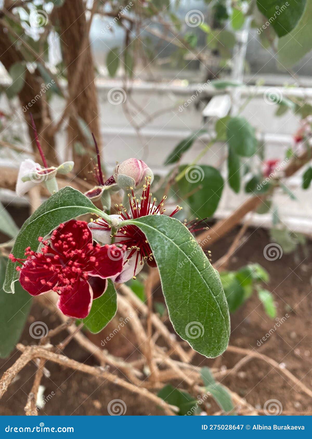 Figs stock image. Image of tree, produce, fruit, wildflower 275028647