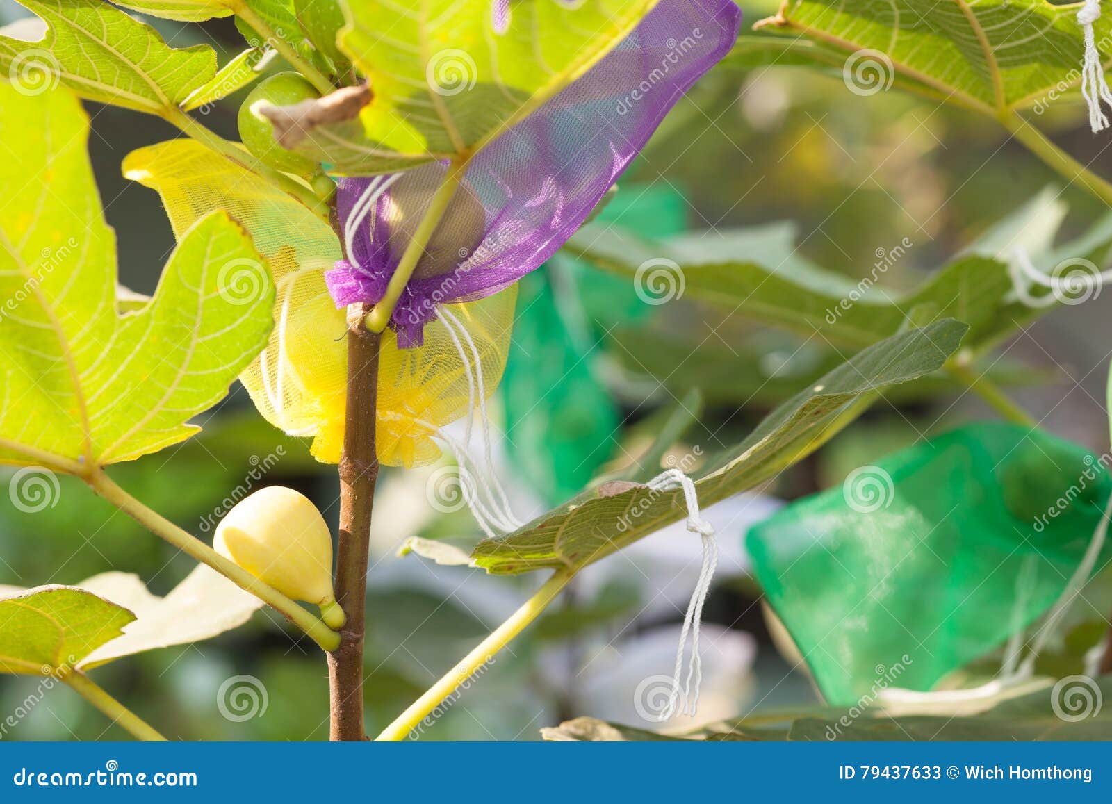Figs fruit in wrapping bag stock image. Image of freshness 79437633