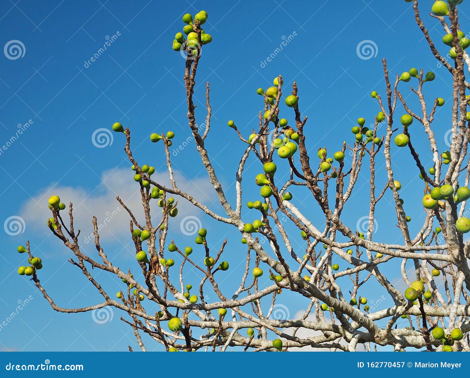 Figs Growing on a Big Fig Tree with Blue Sky Stock Image Image of