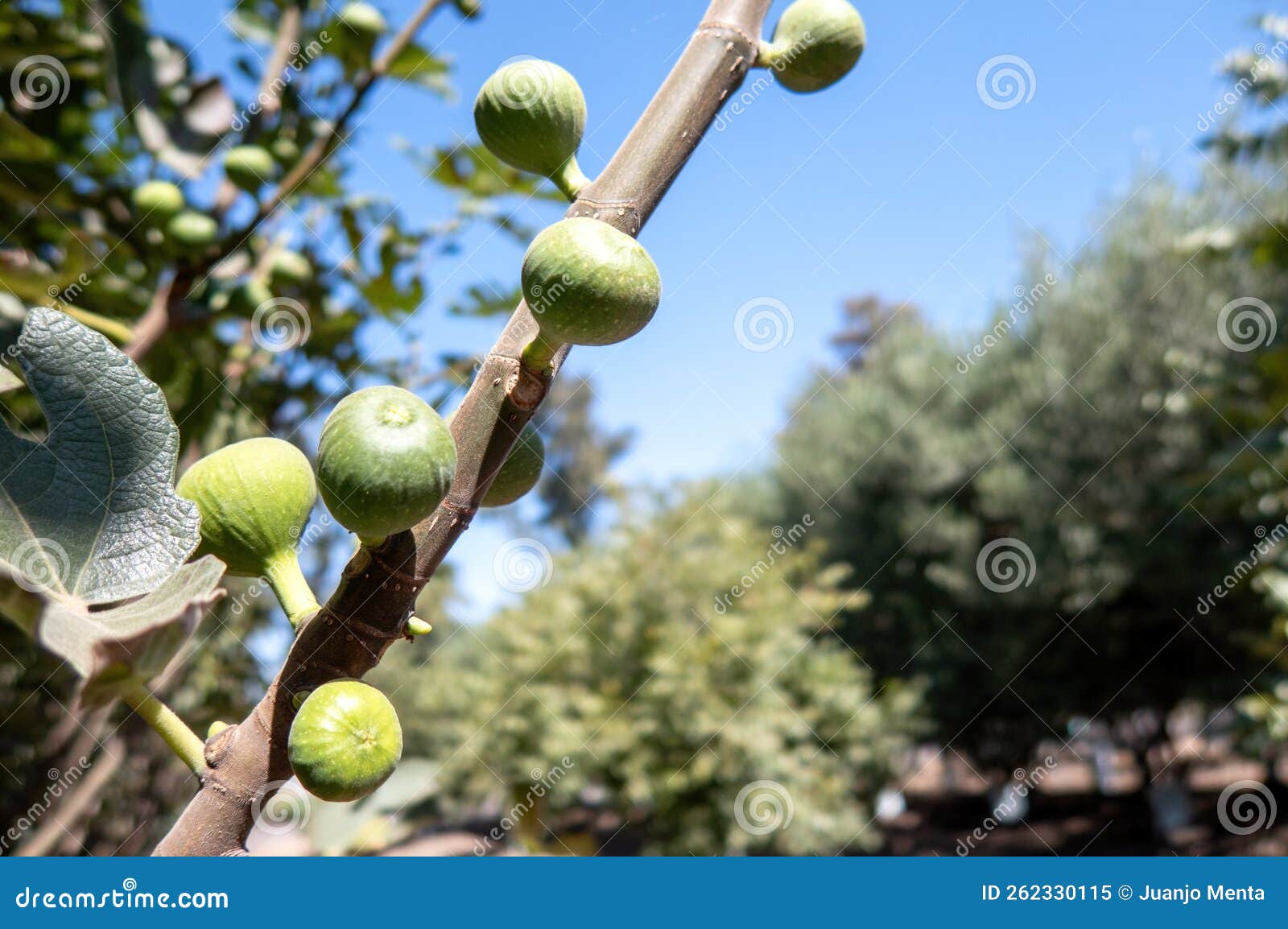 figs growing on a fig tree. nature background