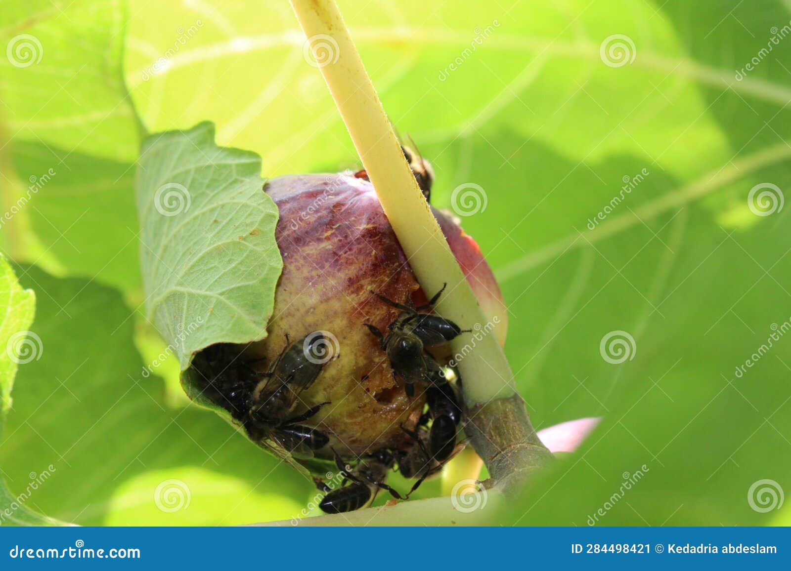 Bees and a fig fruit stock image. Image of nature, plant 284498421