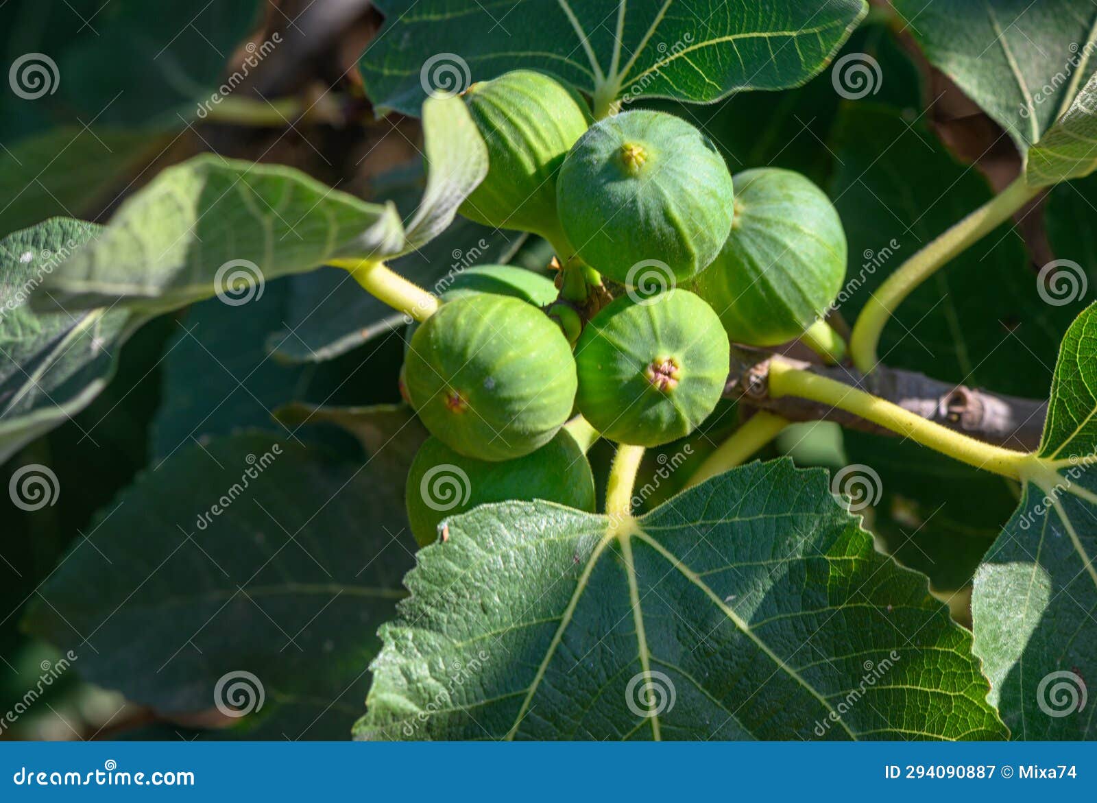 Green Figs on Tree Branches 2 Stock Image Image of leaf, copy 294090887