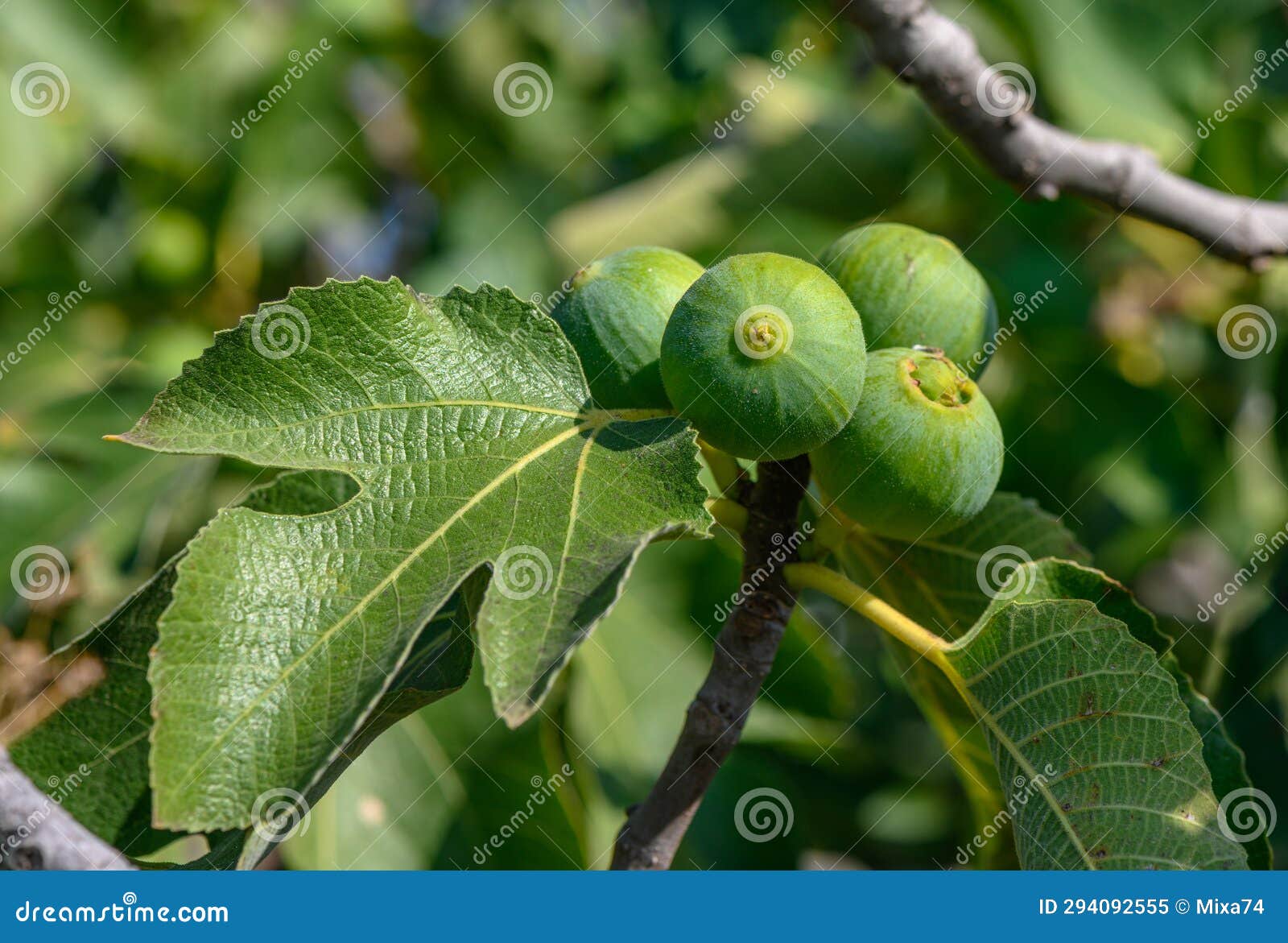 Green Figs on Tree Branches 9 Stock Image Image of ripe, plant 294092555