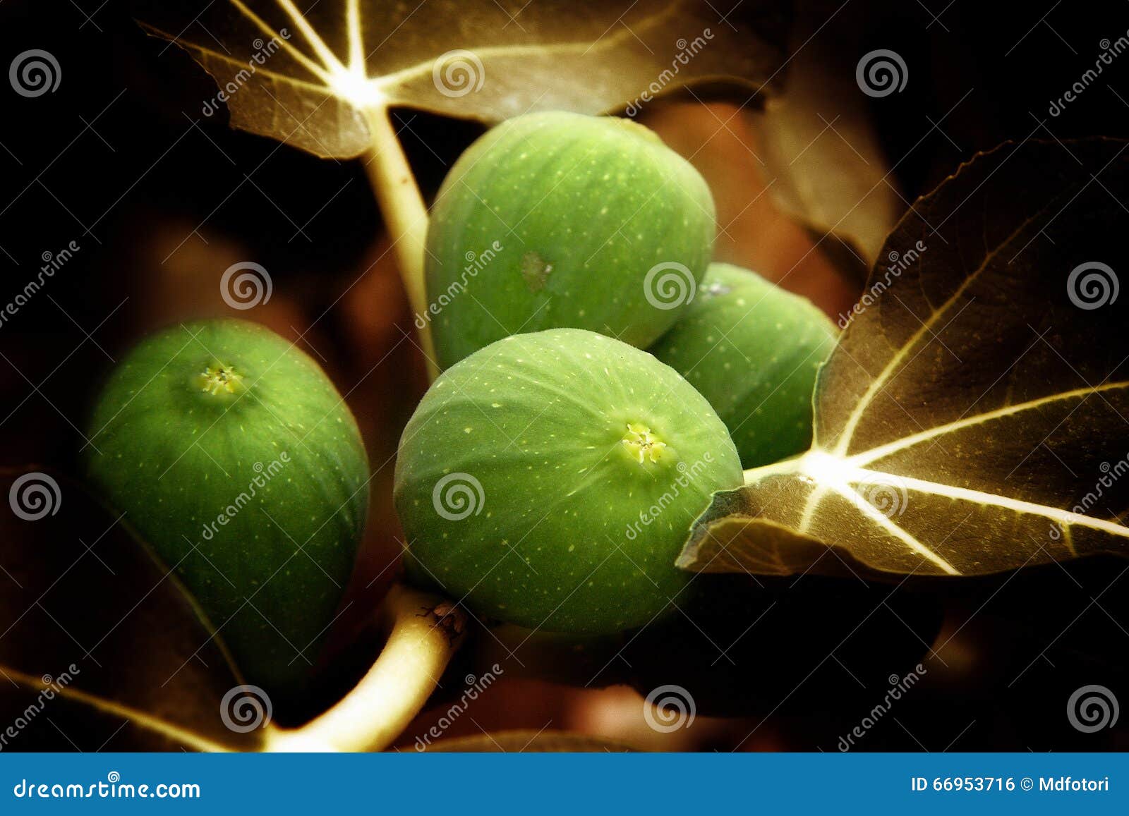 Figs in Rovinj stock photo. Image of adriatic, food, green 66953716