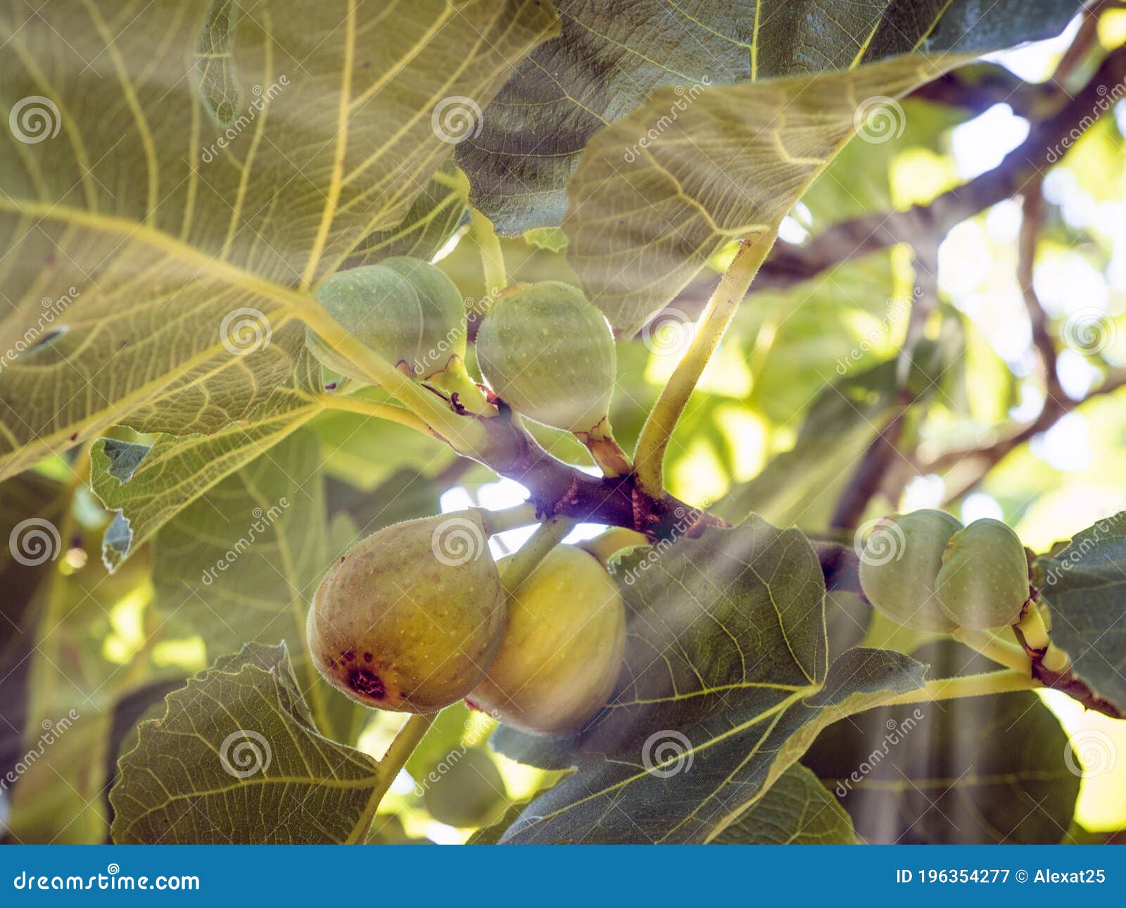 Figs in the figs tree stock image. Image of fresh, ripe 196354277