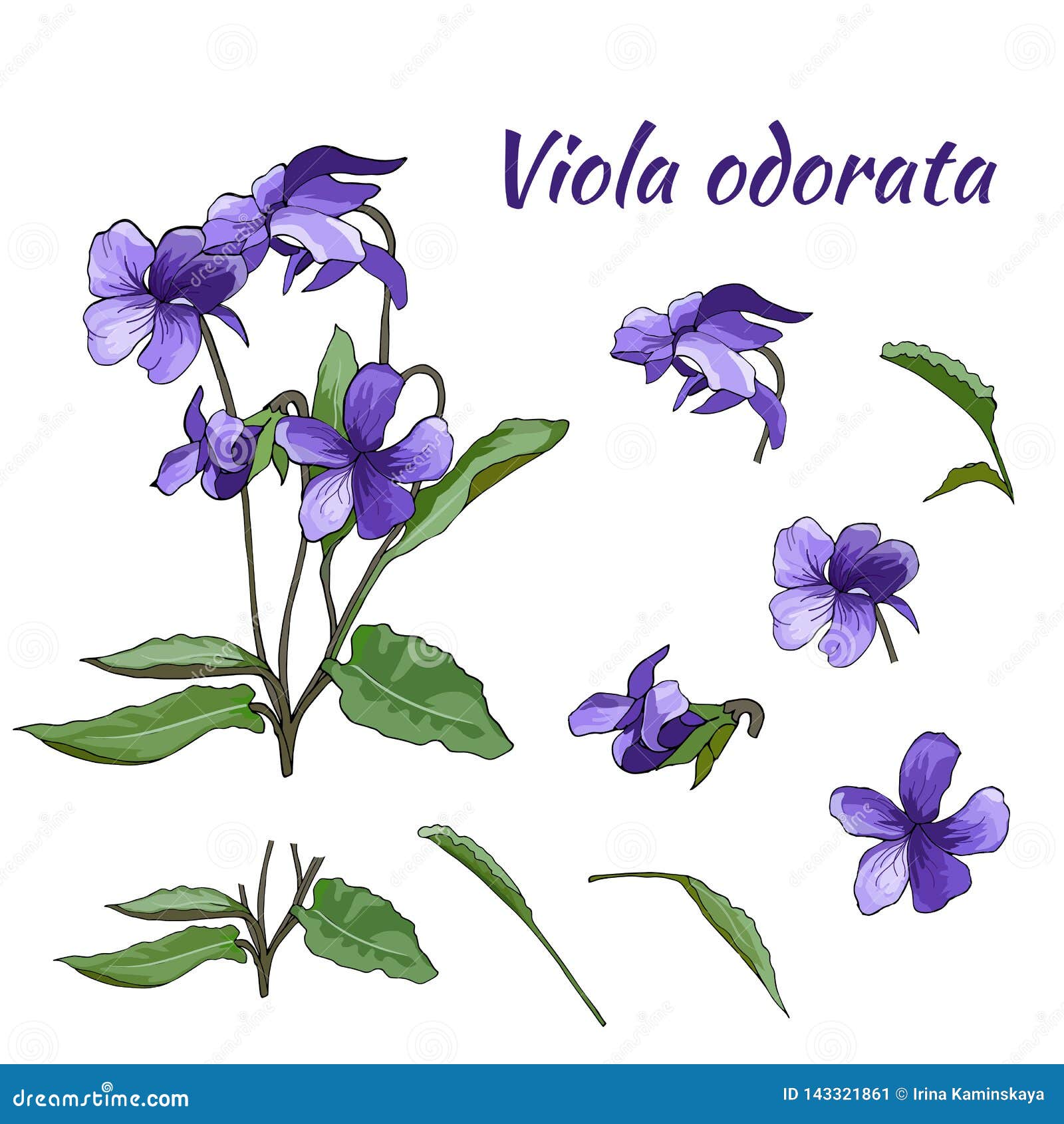 Fije De Las Flores Violetas Violetas En Un Fondo Ligero Elemento Del Diseño  Floral a Mano Para El Papel Pintado, Diseño De La Mat Ilustración del  Vector - Ilustración de mano, hierbas: