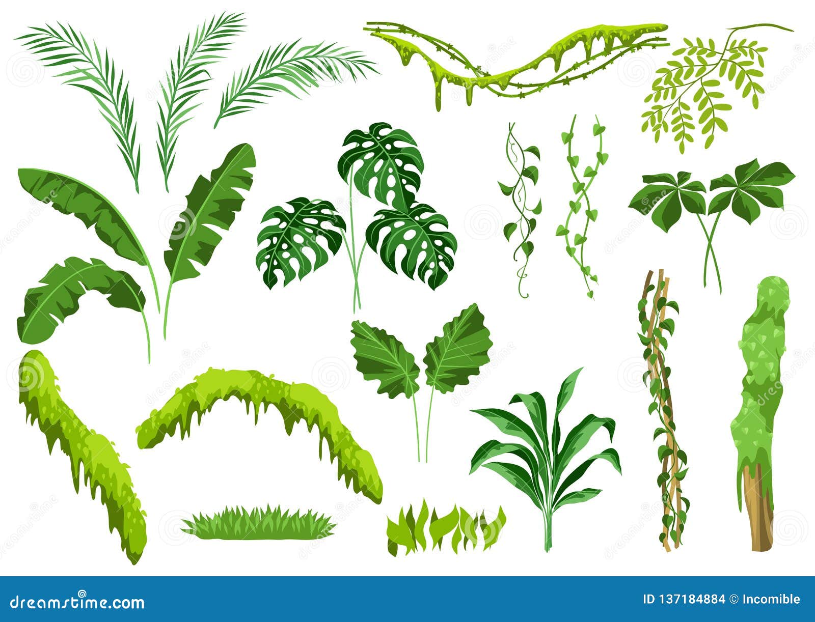 Fije De Las Plantas De La Selva Ilustración del Vector - Ilustración de exterior, arte: 137184884 Fije De Las Plantas De La Selva Ilustración del Vector - Ilustración de exterior, arte: 137184884