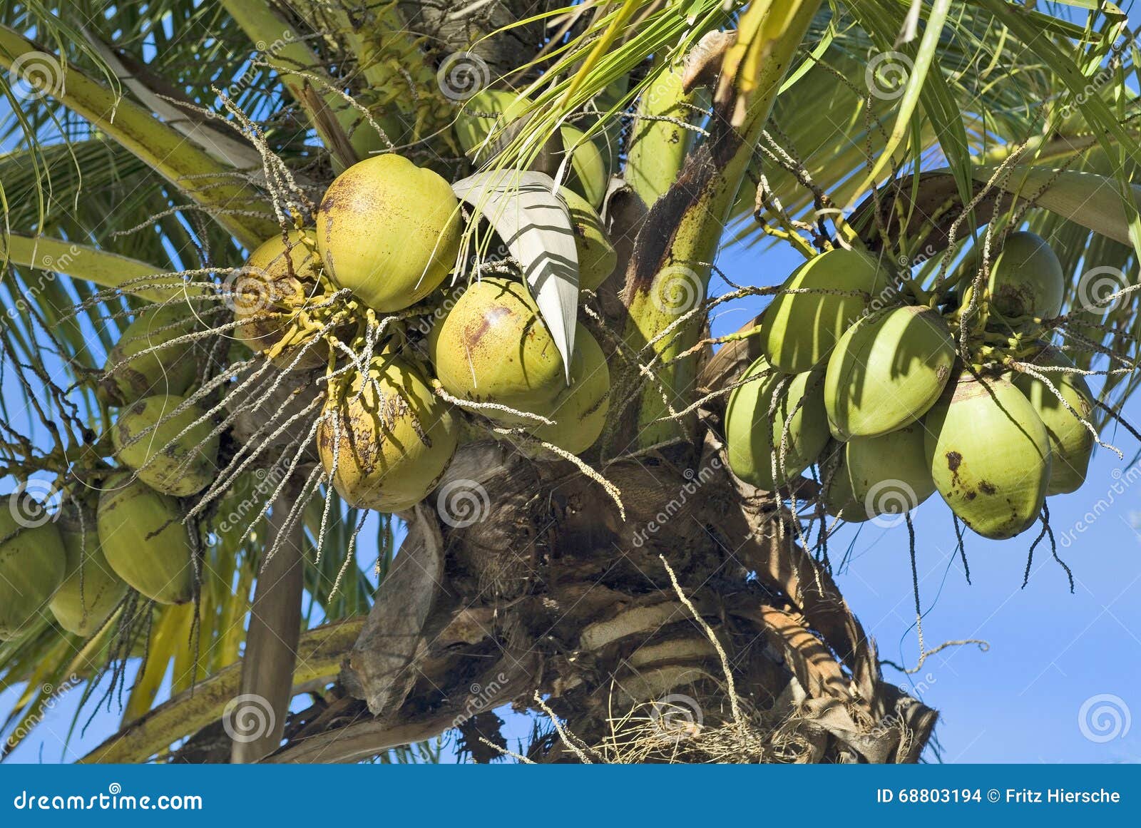 Fiji, Coconut stock photo. Image of malolo, lailai, melanesia - 68803194