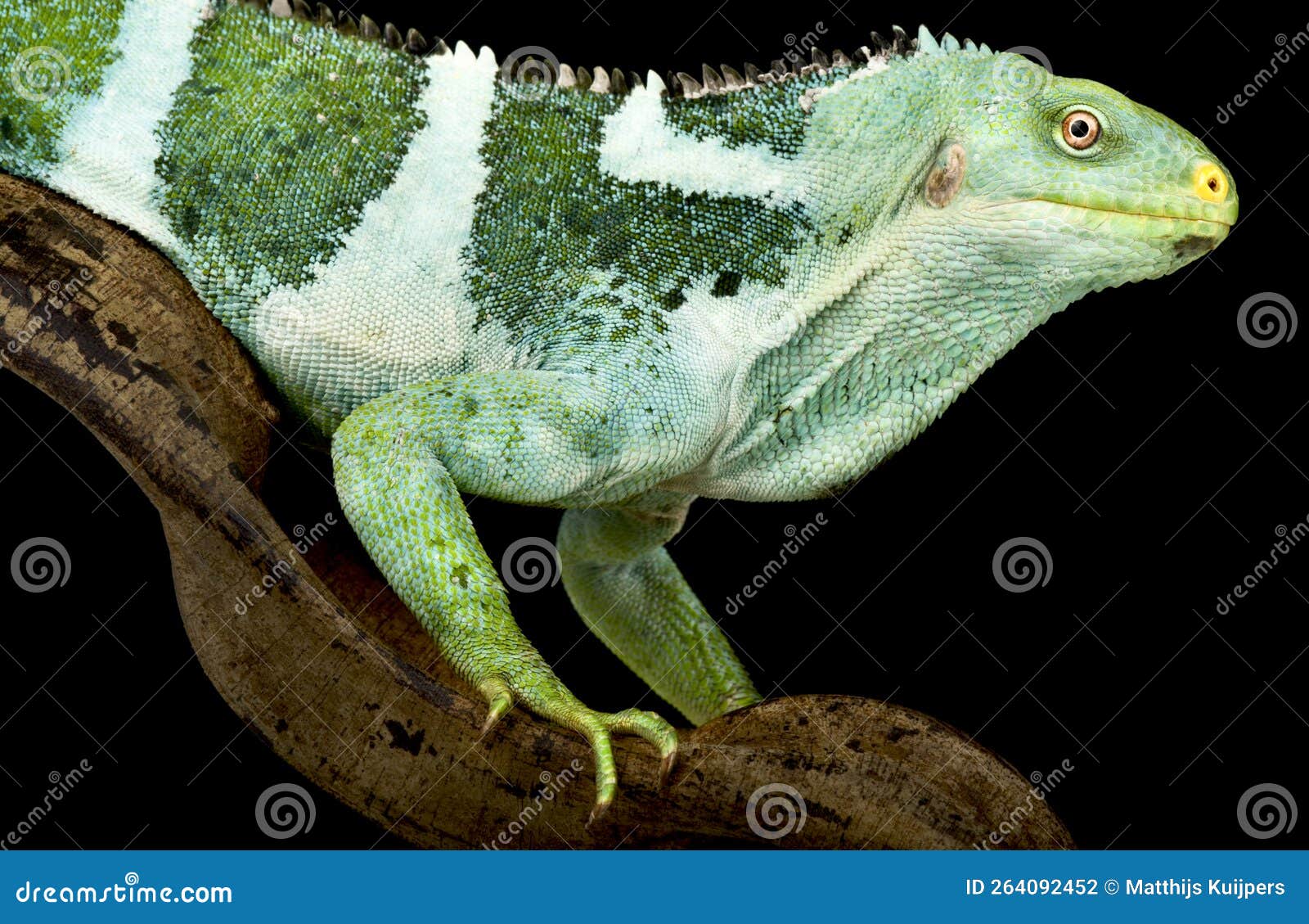 fiji crested lguana brachylophus vitiensis