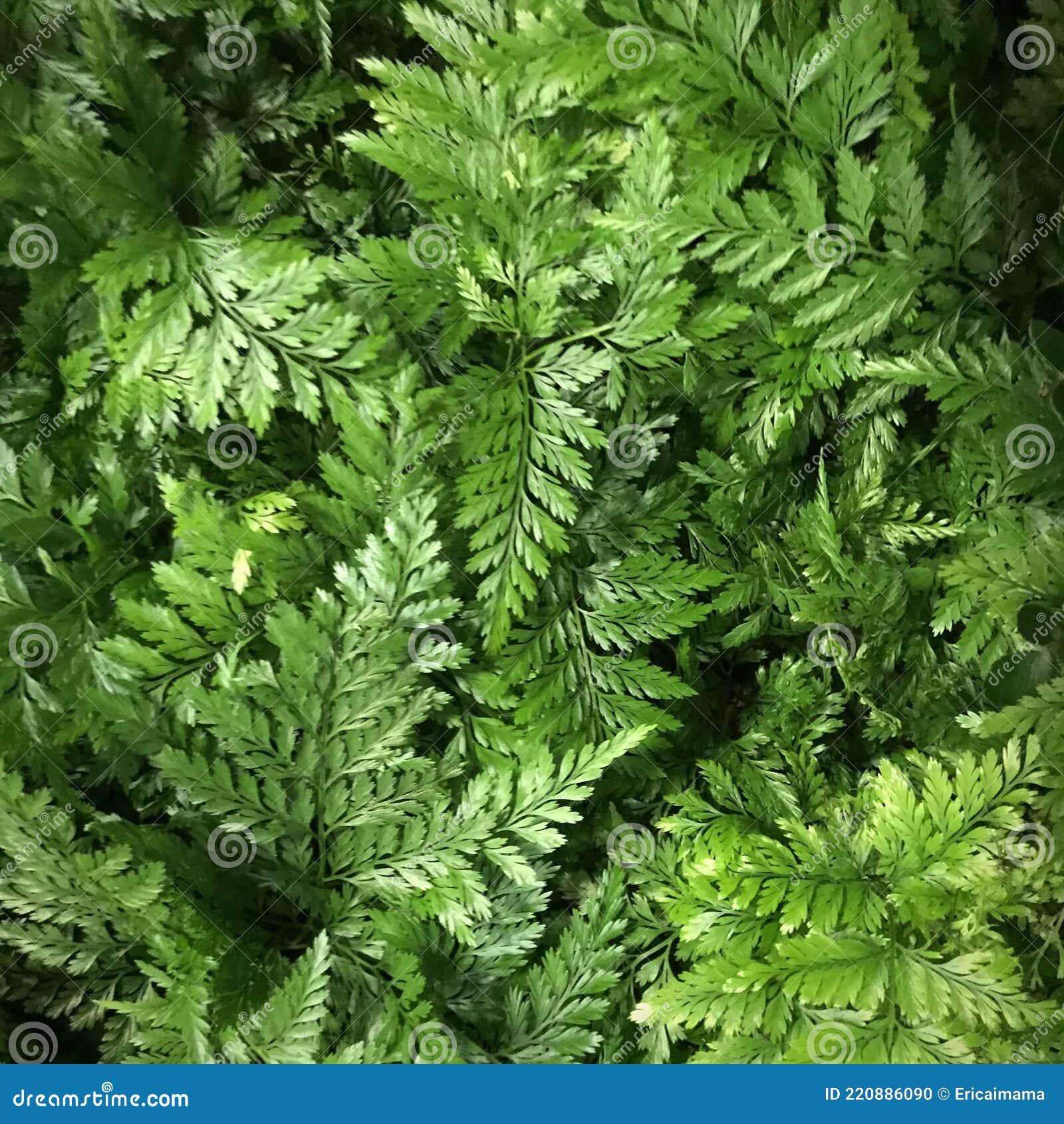 fiji davallia. green plant background. square photo image.