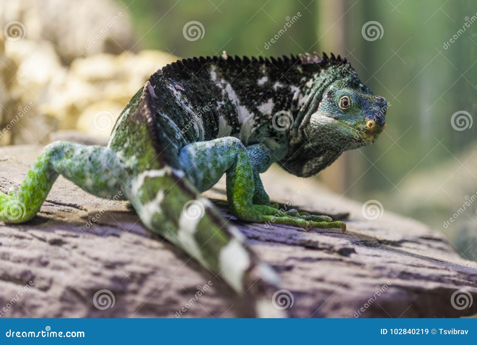 fiji island crested iguana - critically endangered species.