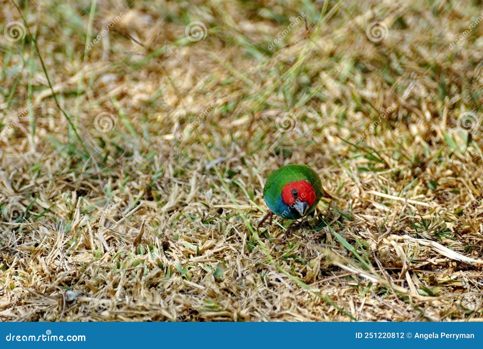 fiji parrotfinch on the ground