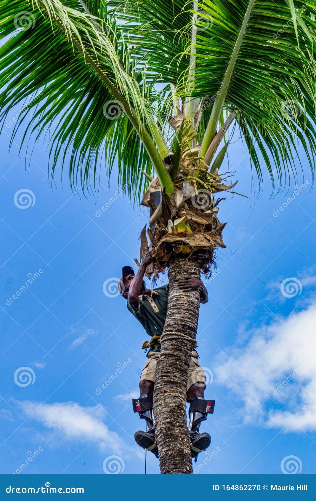 Fijian Coconut Palm Leaves Weaving Background Royalty-Free Stock 