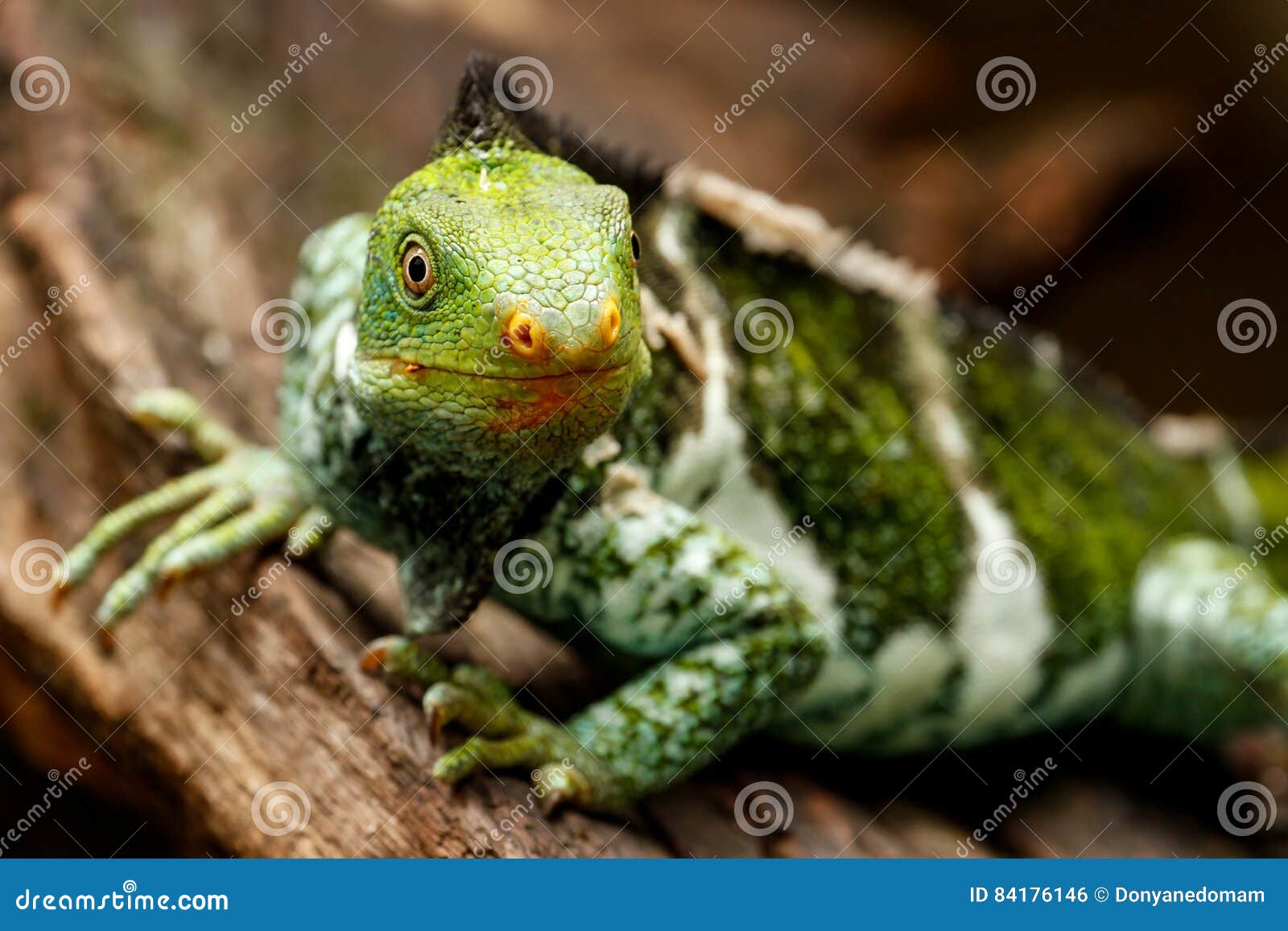 fijian crested iguana brachylophus vitiensis on viti levu isla