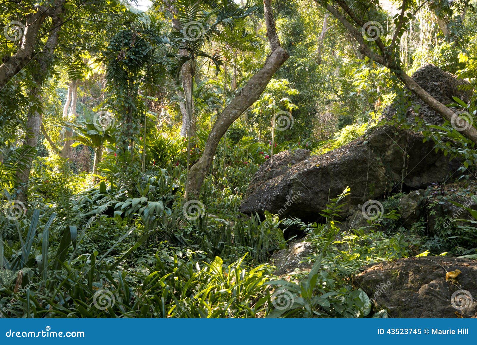 fijian tropical jungle