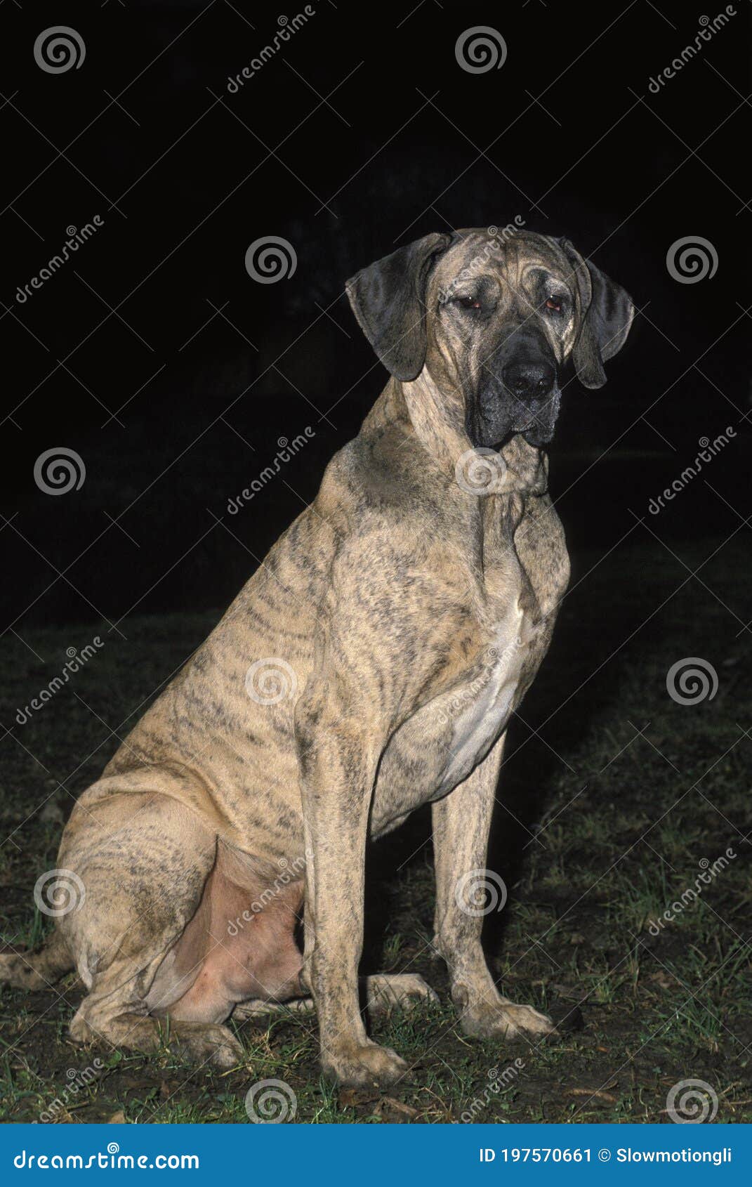Fila Brasileiro, a Dog Breed from Brazil, Male Sitting Stock Image