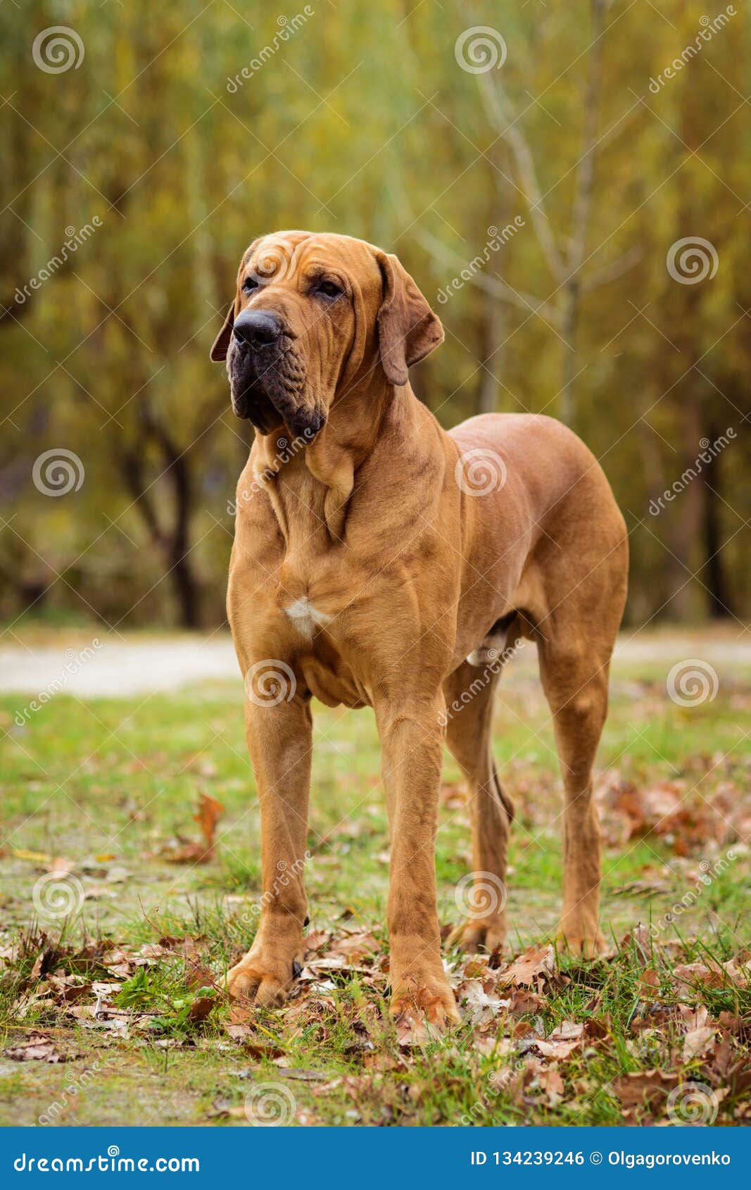 Fila Brasileiro Dog Portrait, Autumn Scene Stock Photo - Image of