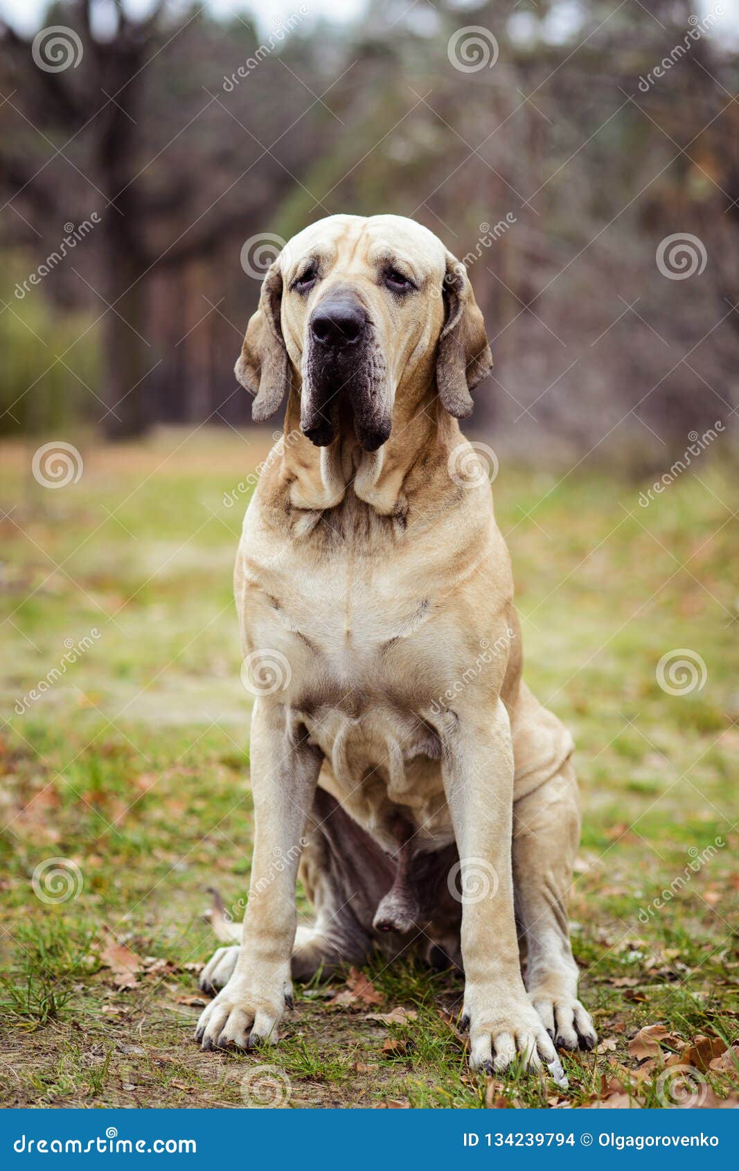 Fila Brasileiro Dog Portrait, Autumn Scene Stock Photo - Image of game,  cattle: 134239794