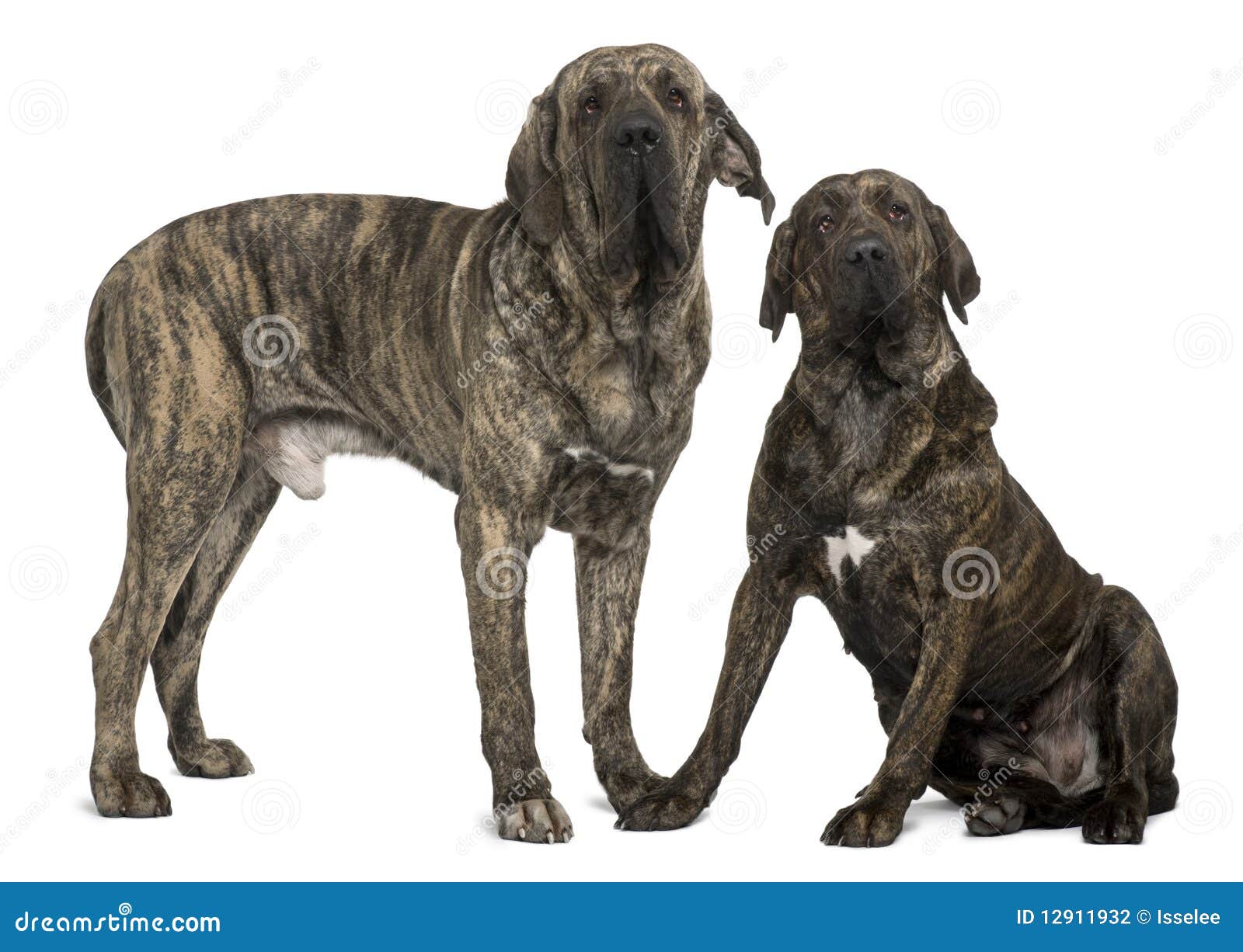 fila braziliero or brazilian mastiffs, standing