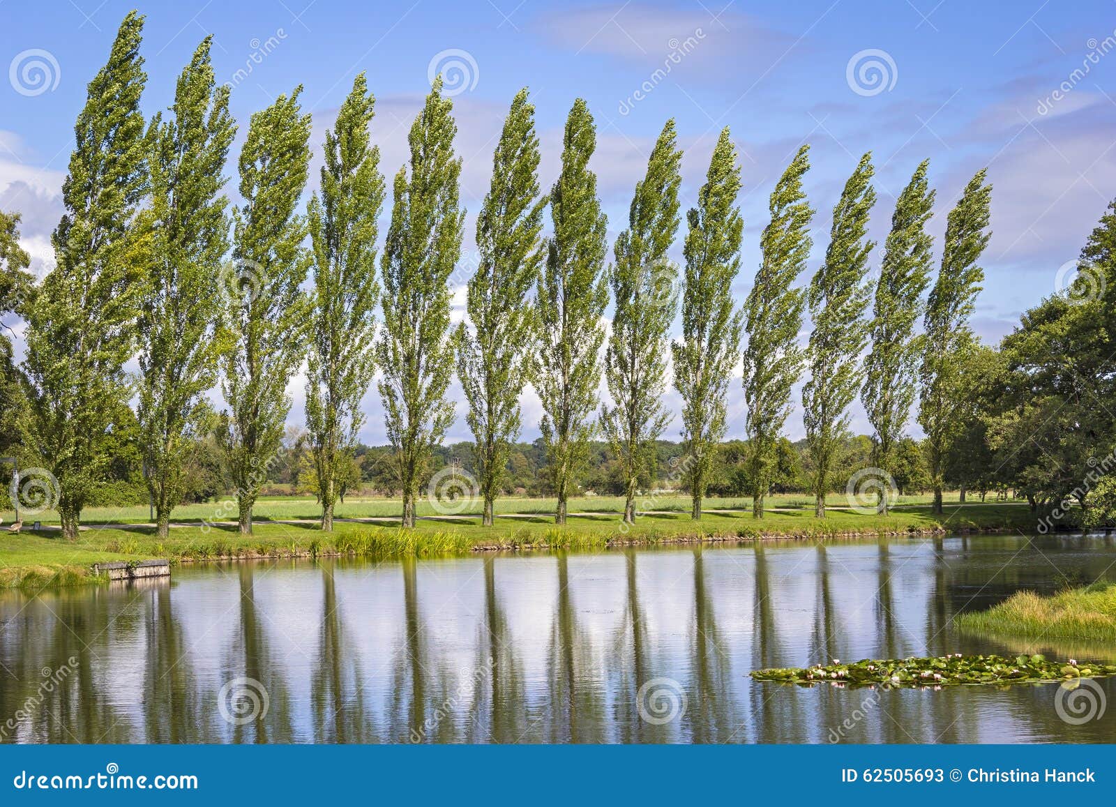 Fila De Los árboles De álamo Imagen de archivo Imagen de verde, hoja