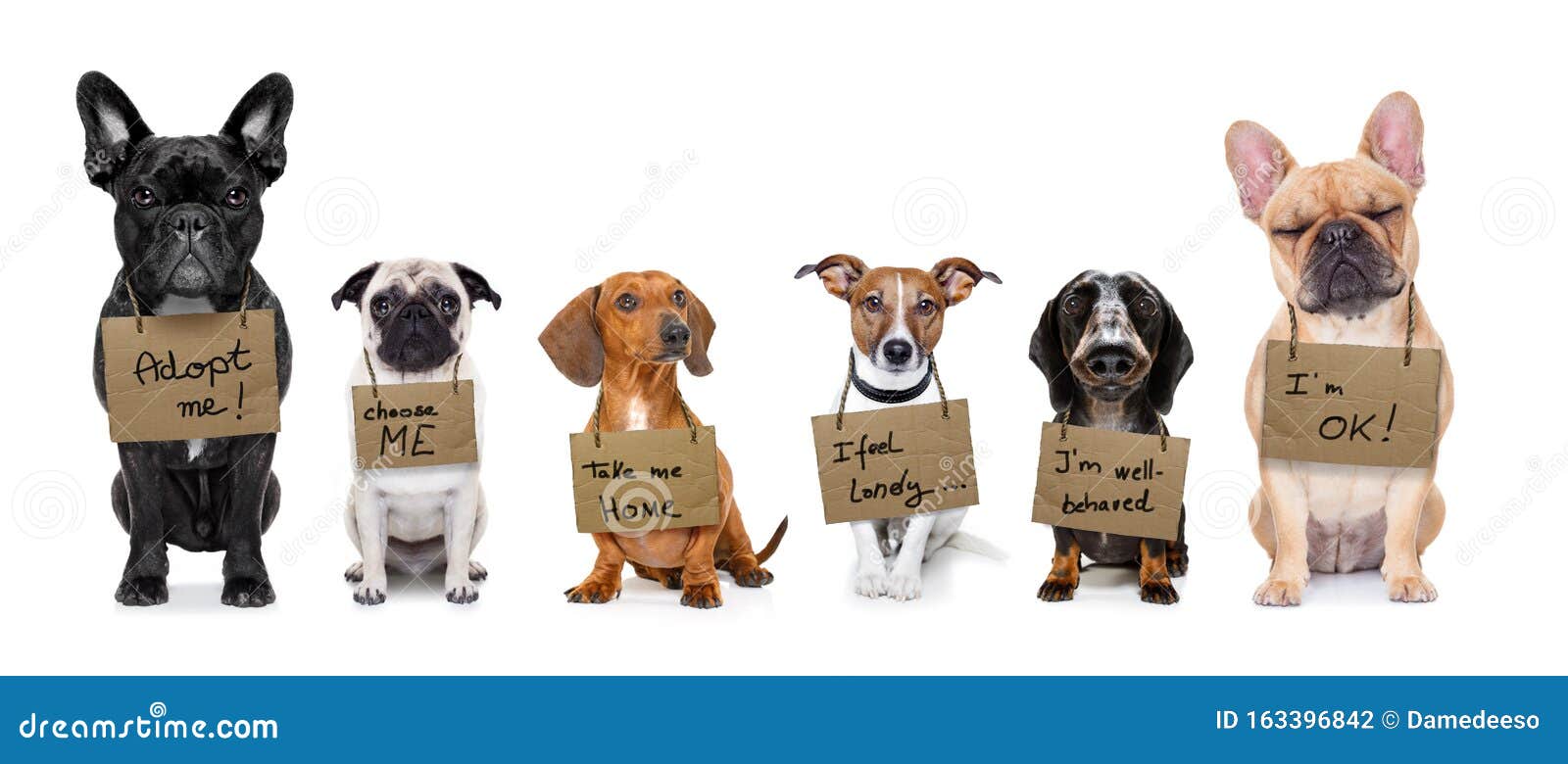 Fila De Perros Sin Para Adoptar Foto de archivo - Imagen de caridad, ponga: 163396842