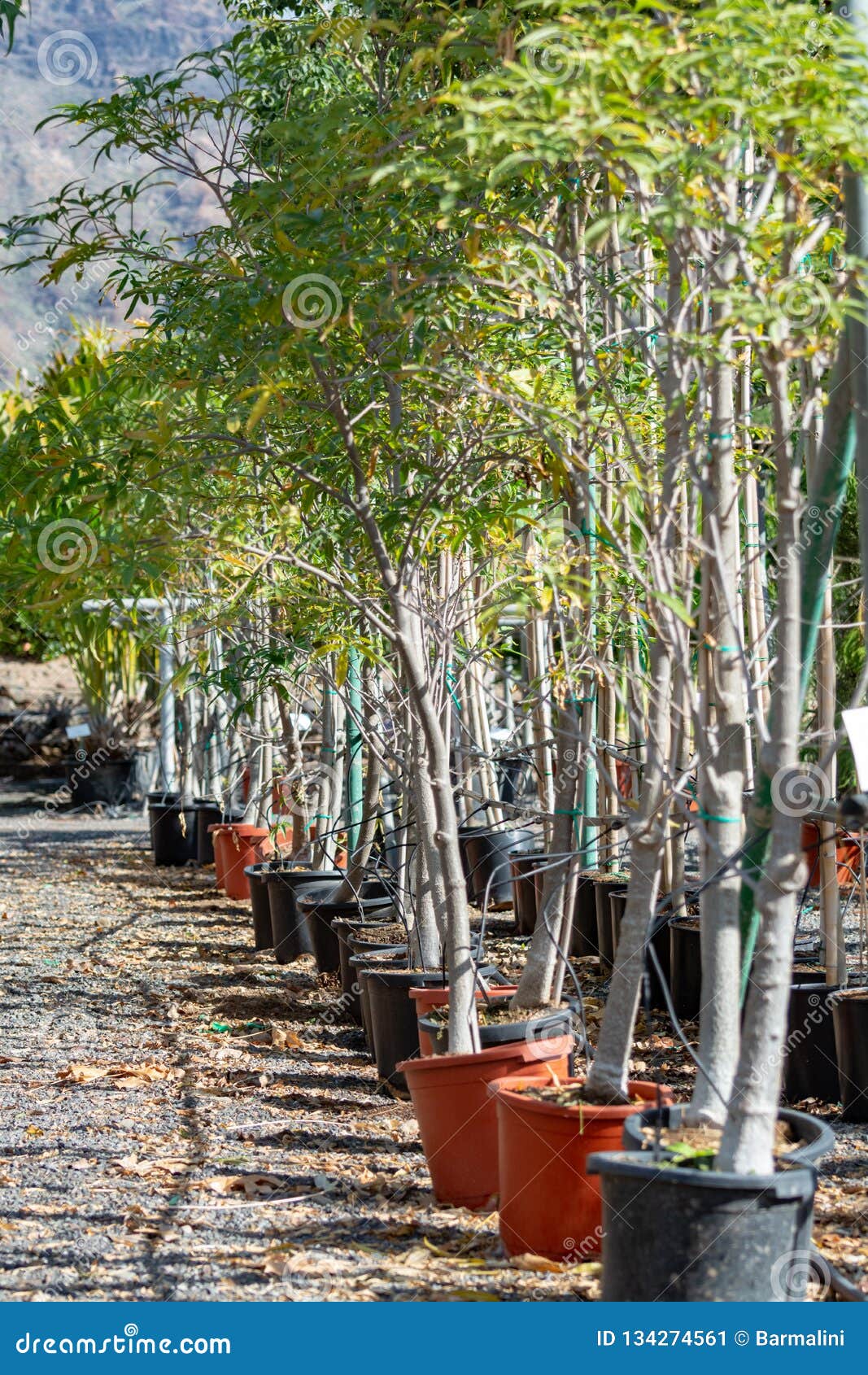Alberi Secchi Da Arredamento Vendita Fila Di Giovani Alberi Esotici Del Baobab in Secchi Sulla Vendita Nel