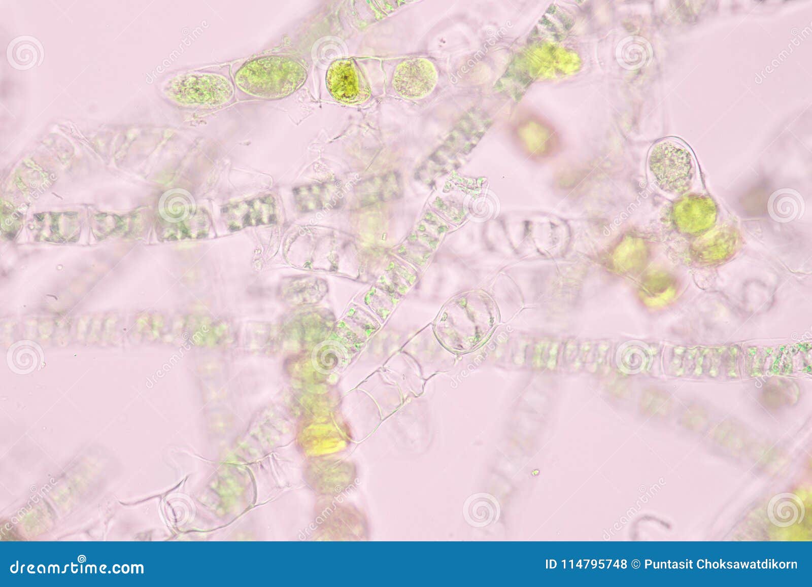 filamentous algae are single algae cells that form long visible