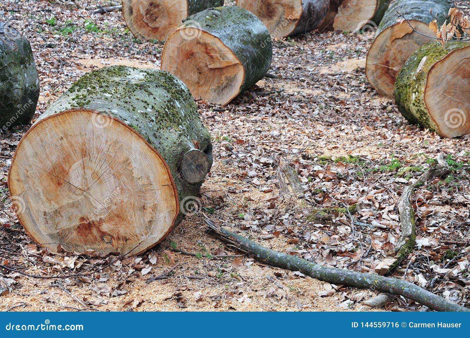 Filas De Los Troncos De árbol Cortados En Piso Del Bosque Foto de archivo -  Imagen de tronco, suelo: 144559716