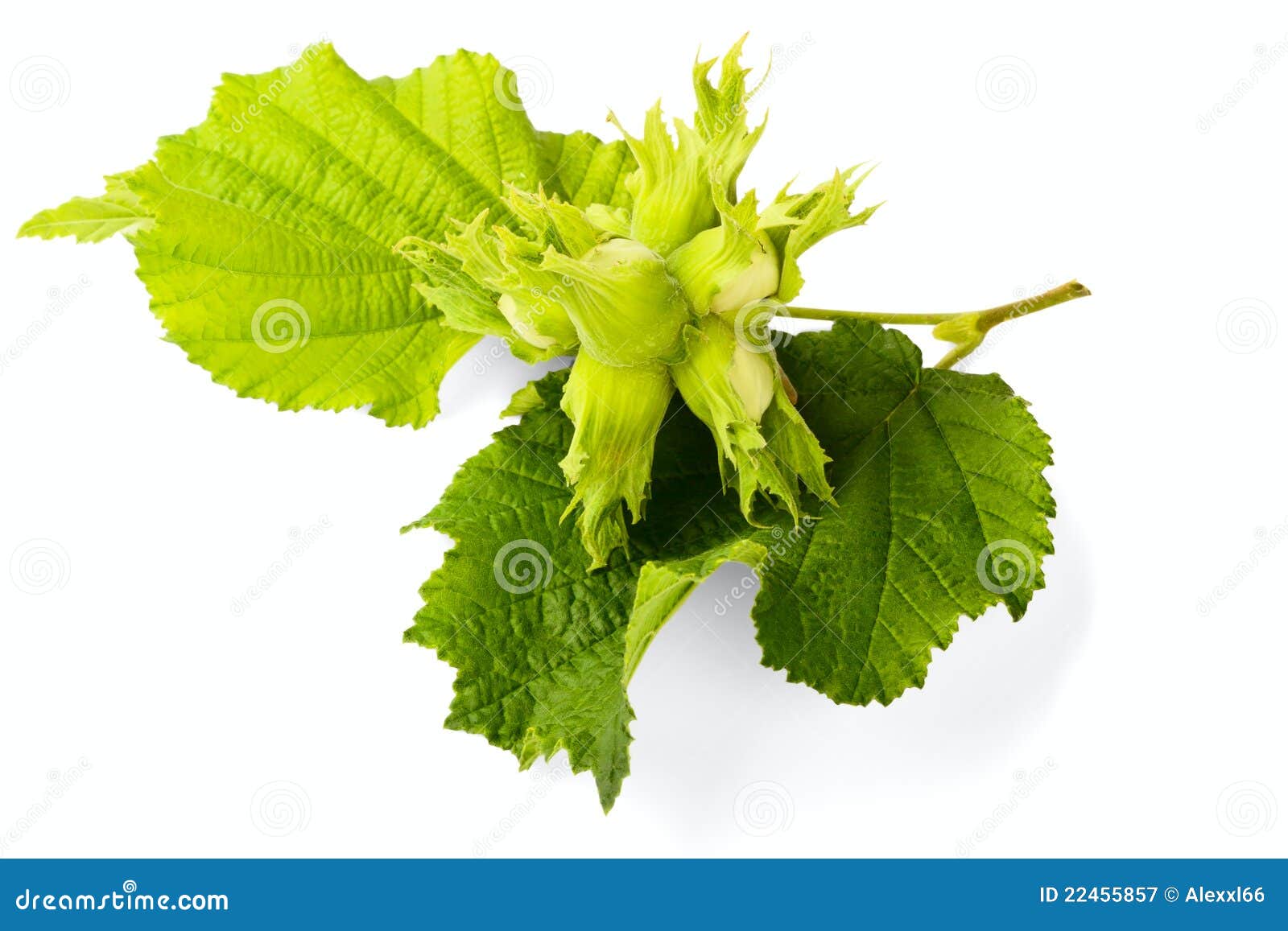 Filbert stock image. Image of hazelnut, circle, nutrition 22455857