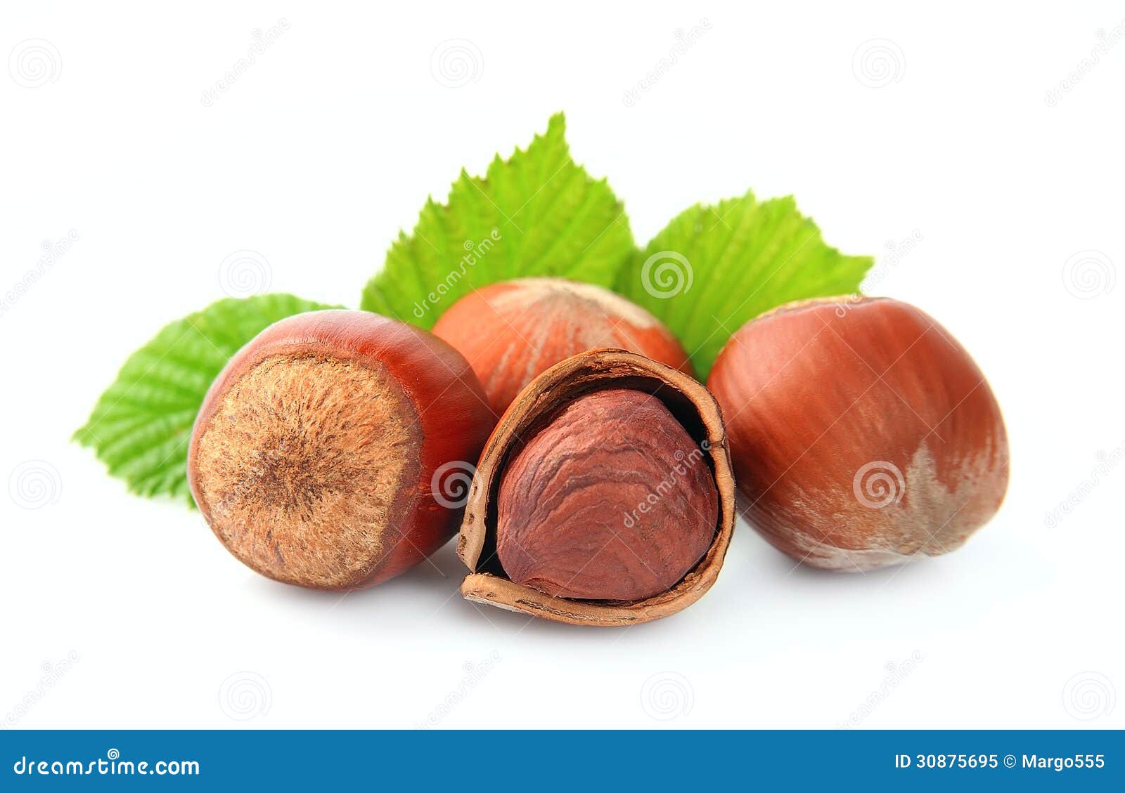 Filbert nuts stock image. Image of summer, nutshell, white 30875695