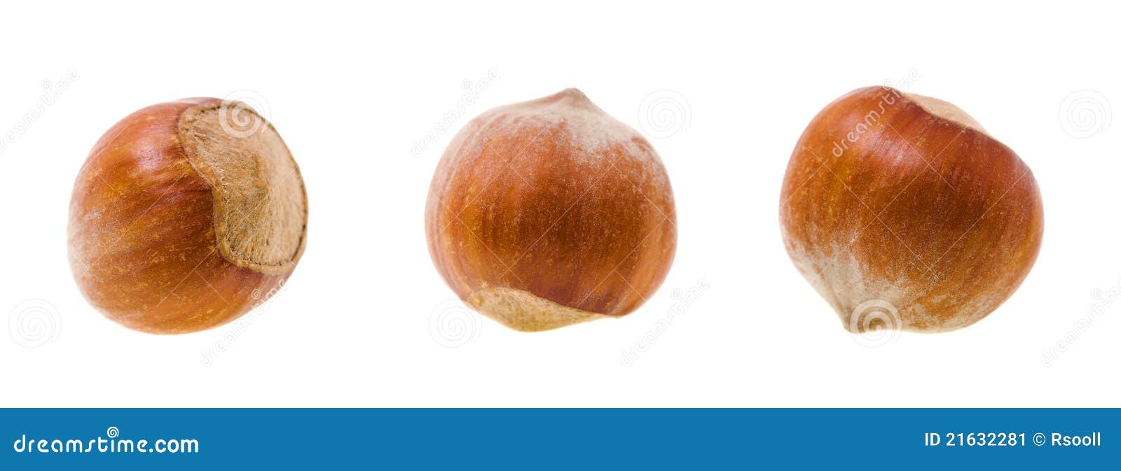 Filbert (wood nut) stock image. Image of brown, fresh 21632281