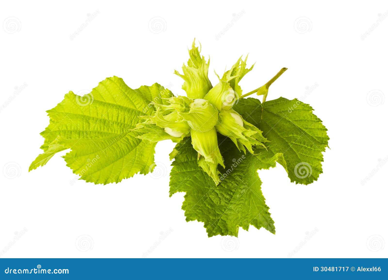 Filbert stock image. Image of group, nice, white, kernel 30481717