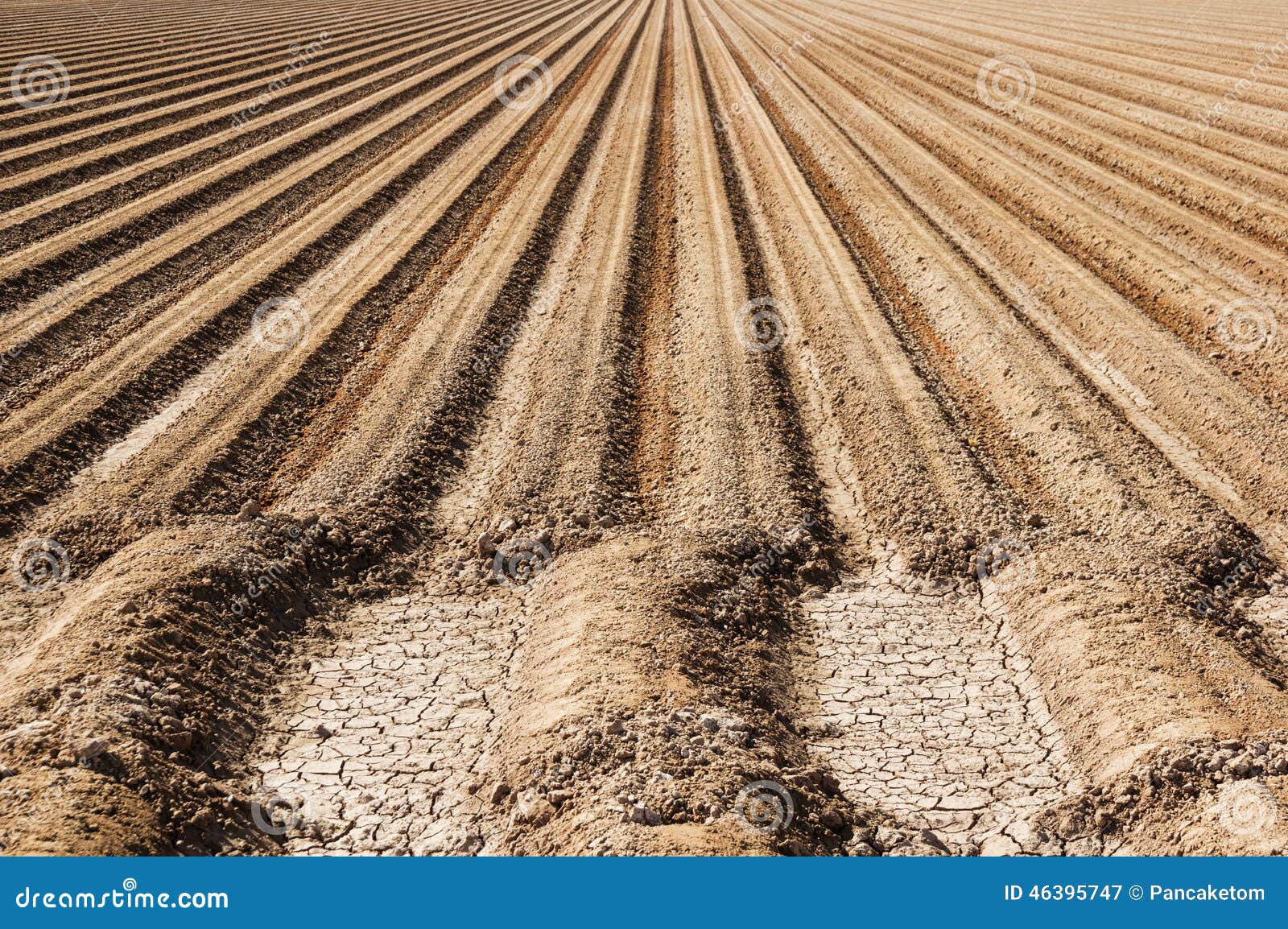 File del suolo dell'azienda agricola. Suolo pronto dell'azienda agricola con le file parallele di sporcizia pronte per piantare