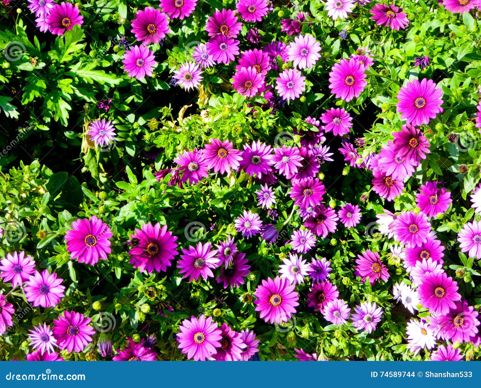 A Filed Of Purple Daisies Blooming Stock Photo Image Of Flowers