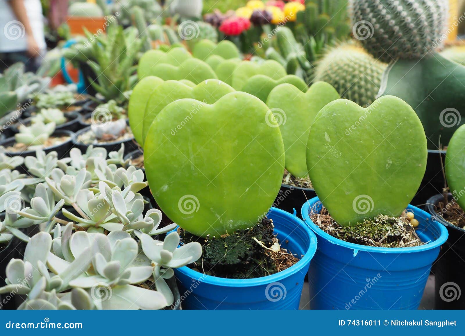 Fileira Da árvore Decorativa Do Cacto No Potenciômetro De Flor Azul Imagem  de Stock - Imagem de planta, perigoso: 74316011