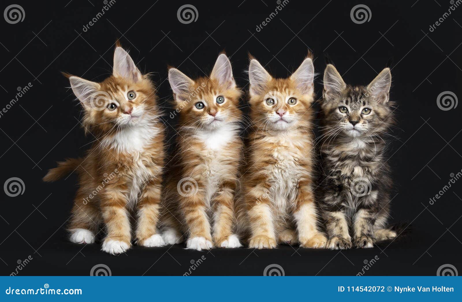 Fileira De Quatro Gatos De Maine Coon Foto de Stock - Imagem de meninos,  quatro: 114542072