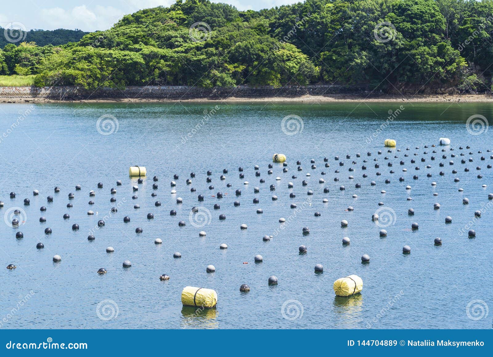 Pearl Rows In The Ocean Production And Cultivation Of Pearls In The Ocean Pearl Aqua Farming Cultivation Shima Japan Imagem De Stock Imagem De Frances Tradicional Pearl Rows In The Ocean Production And Cultivation Of Pearls In The Ocean Pearl Aqua Farming Cultivation Shima Japan Imagem De Stock Imagem De Frances Tradicional