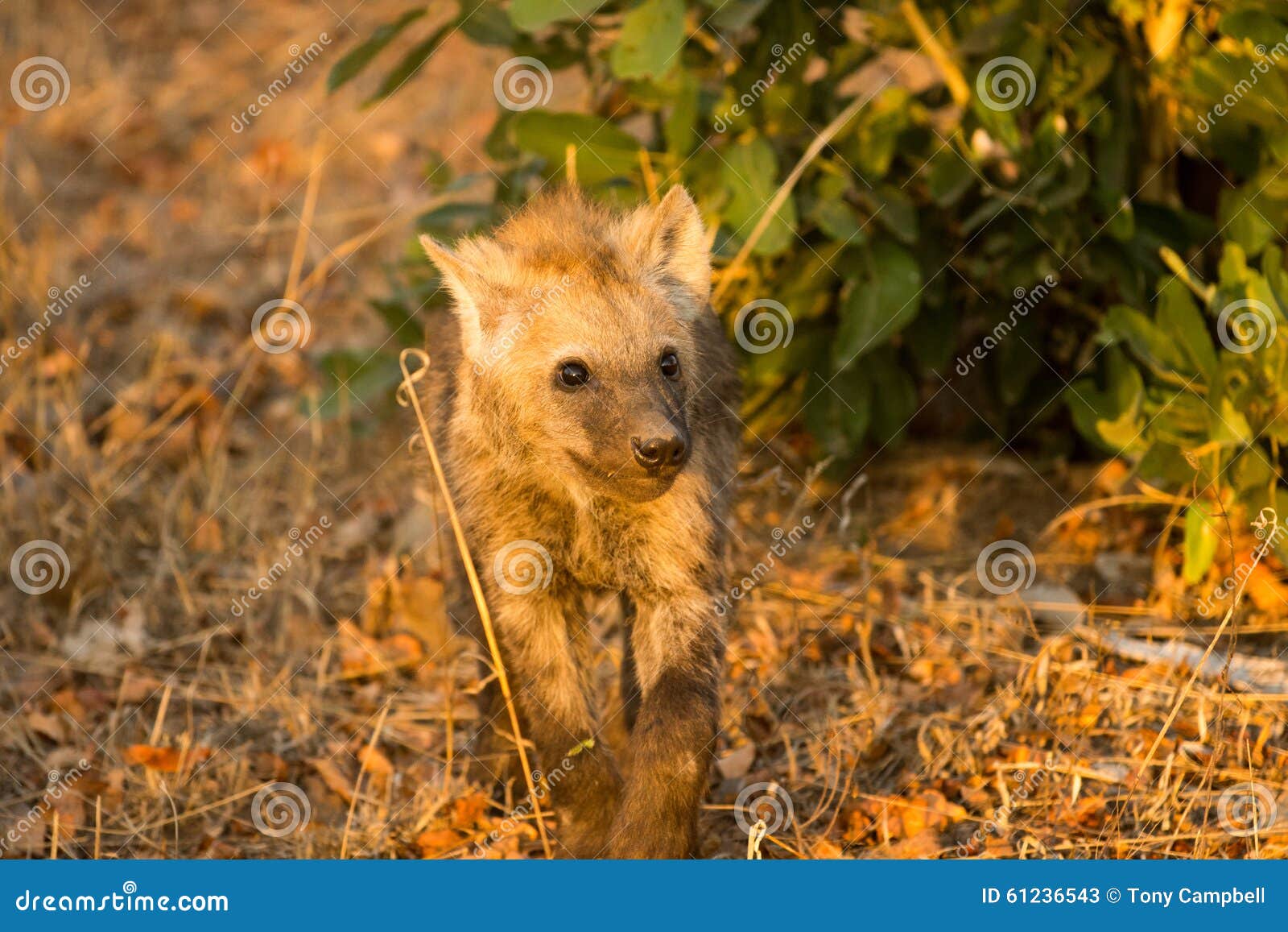 Filhote da hiena em Sabi Sands Game Reserve no maior parque nacional de Kruger, África do Sul