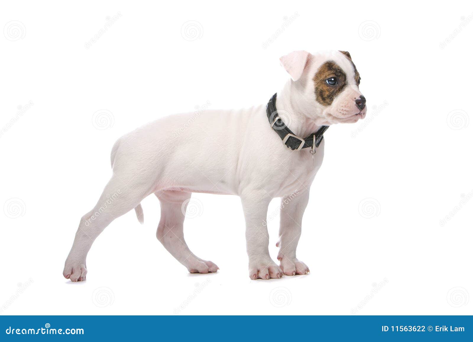 Filhote De Cachorro Americano Do Buldogue Foto De Stock Imagem De