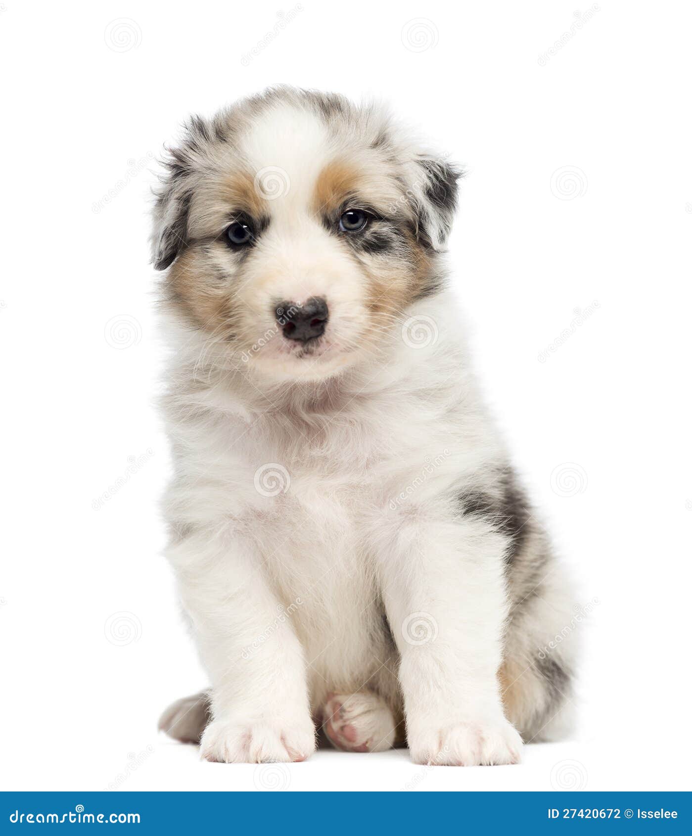 Filhote De Pastor Australiano Foto de Stock - Imagem de pelaria, vista:  27420672, image size:1399x1690