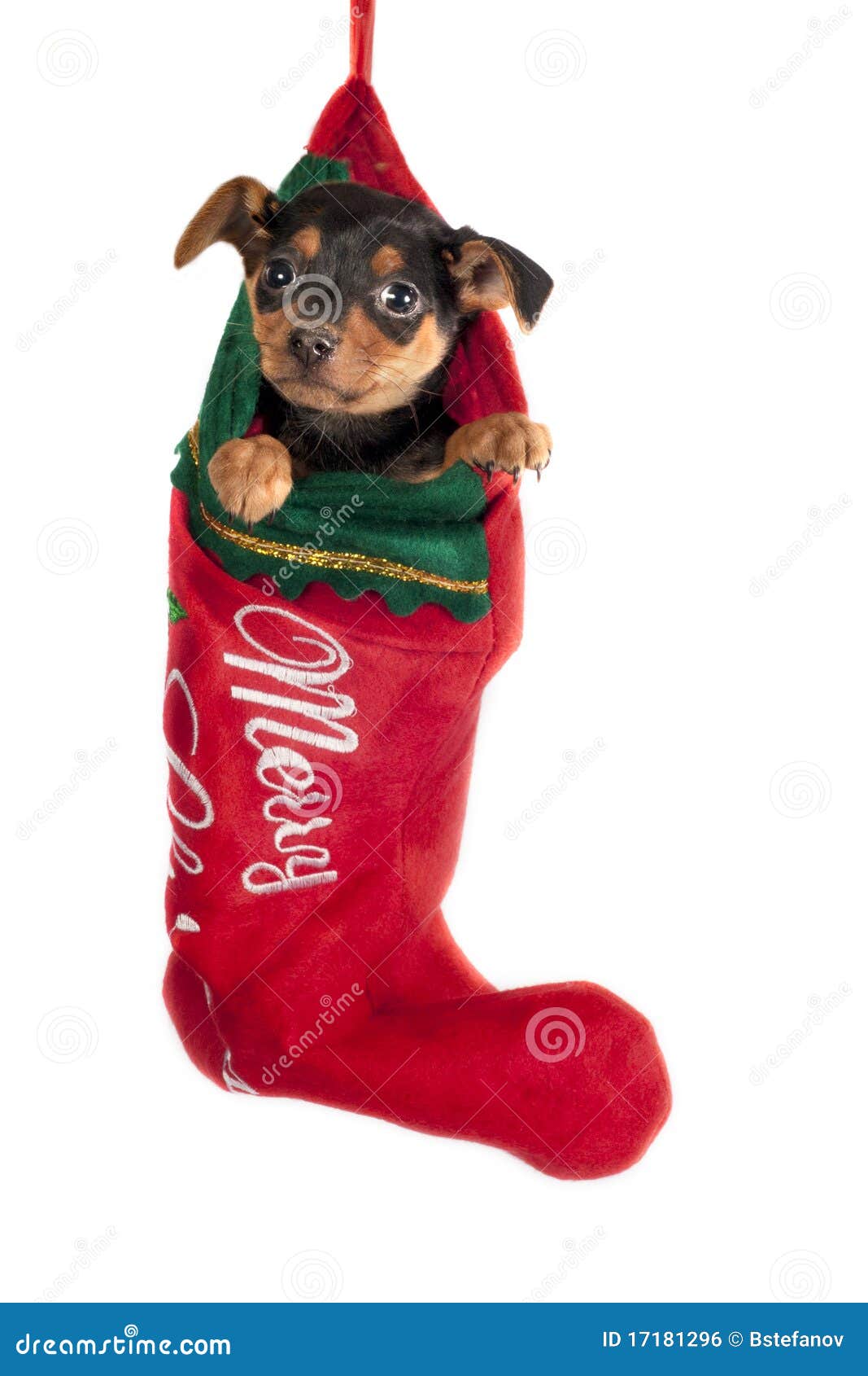 Filhote de cachorro bonito de Pincher, pendurando em uma meia do Natal.