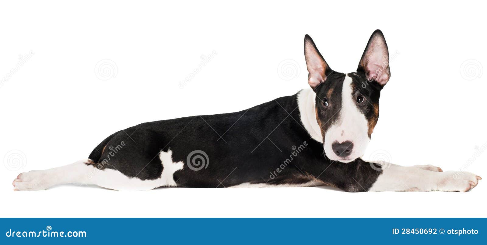 Jogos Do Cão De Bull Terrier Do Inglês Com Uma Bola Imagem de